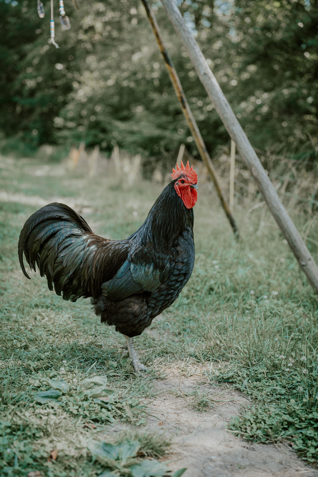 schwarzer Hahn